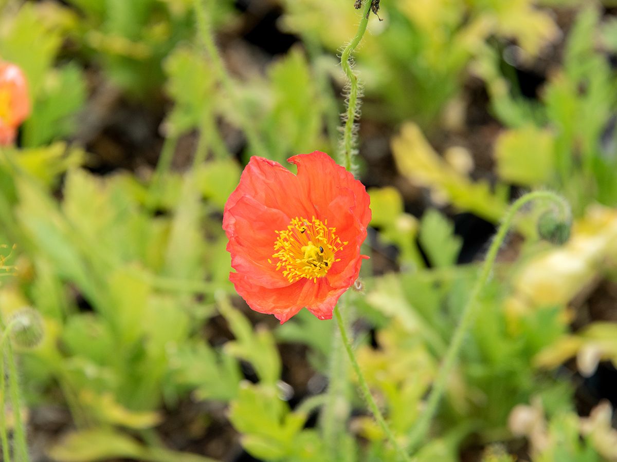 Islandmohn