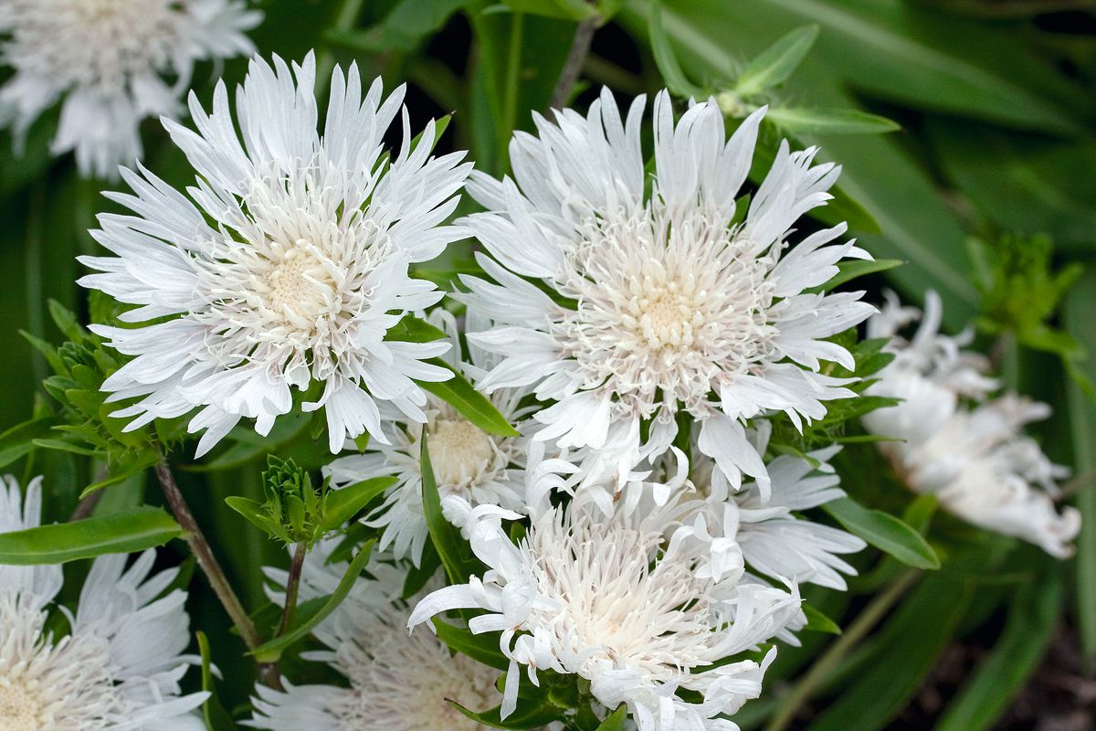 Kornblumenaster Alba