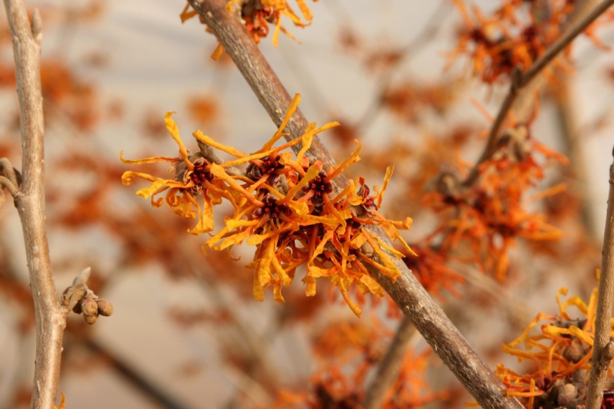 Zaubernuss Aphrodite Zaubernuss Aphrodite