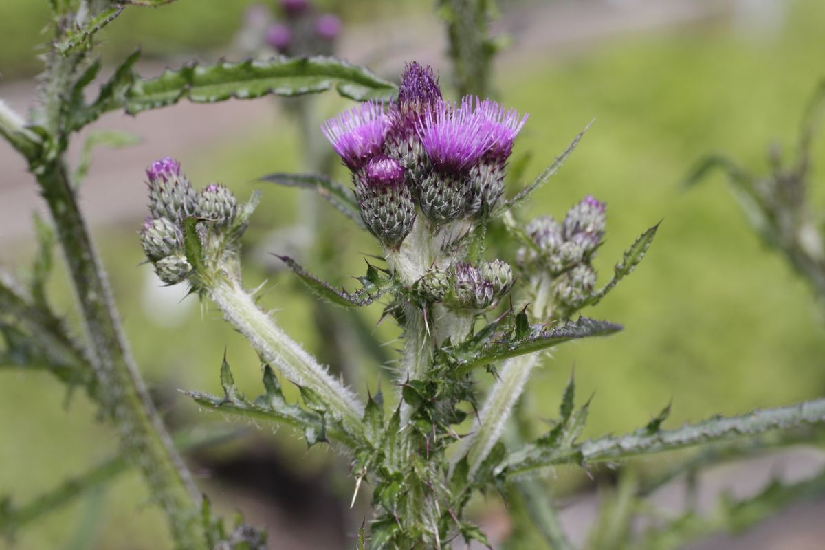 Sumpfkratzdistel