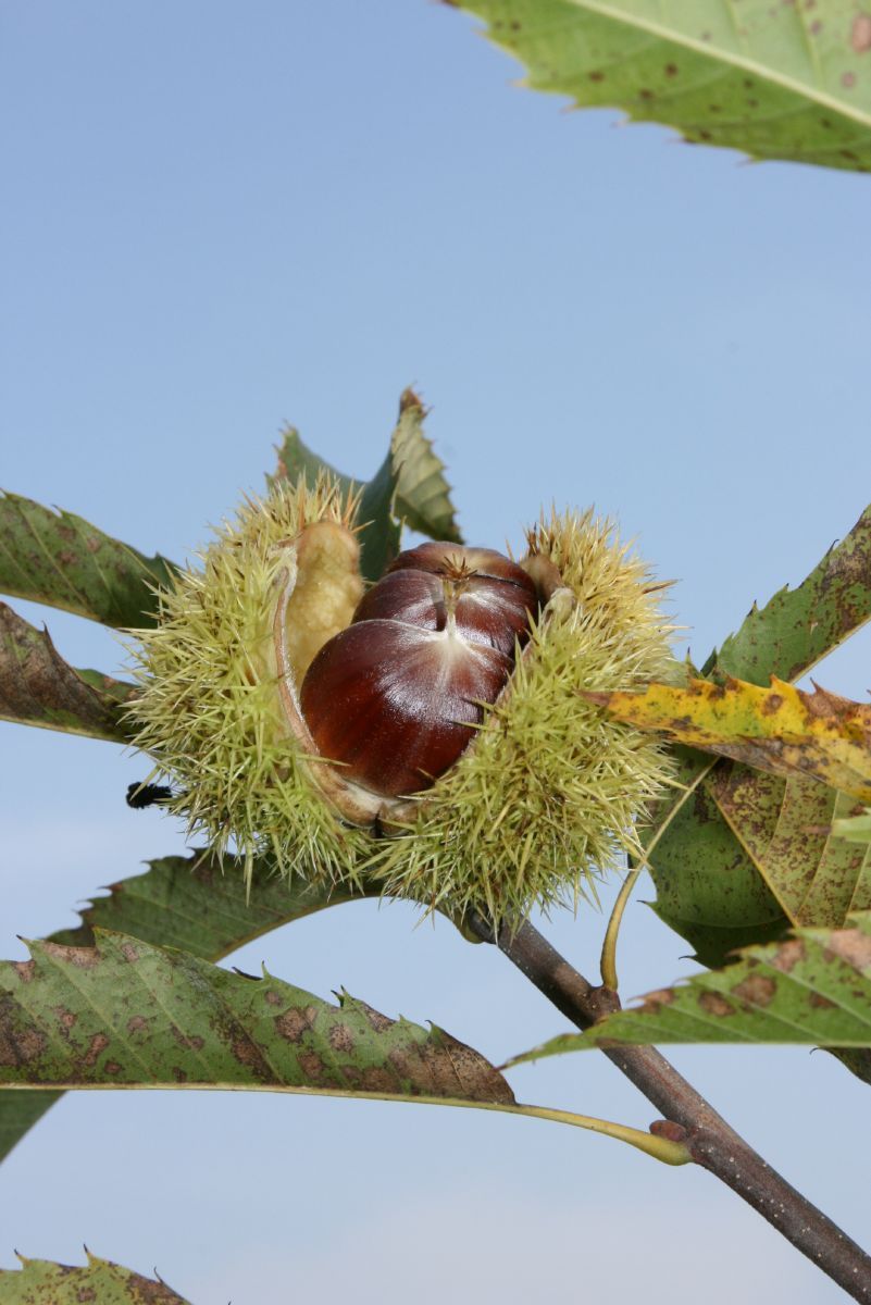 Edelkastanie, Marroni Edelkastanie, Marroni