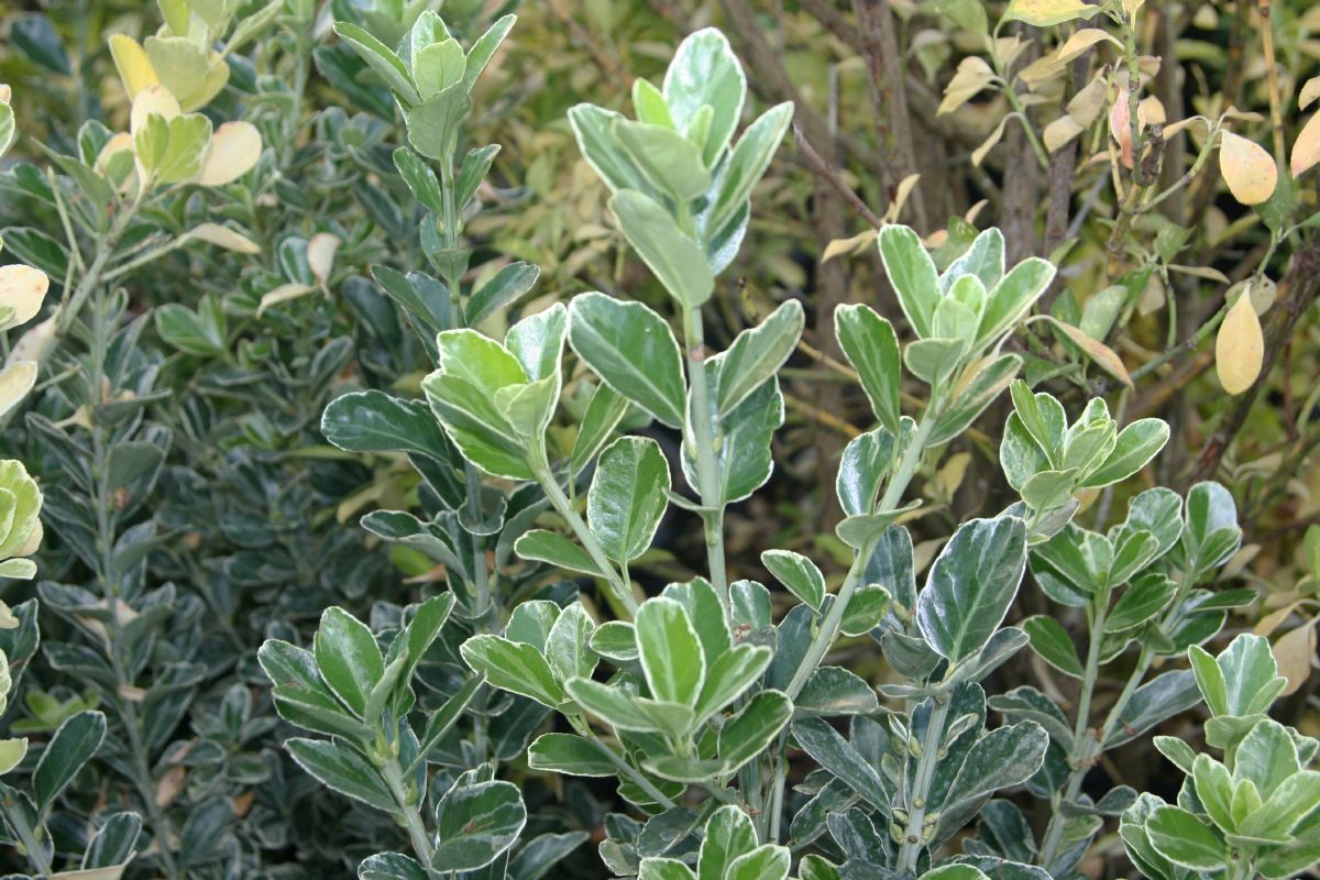 Weissbunter Spindelstrauch Albomarginatus