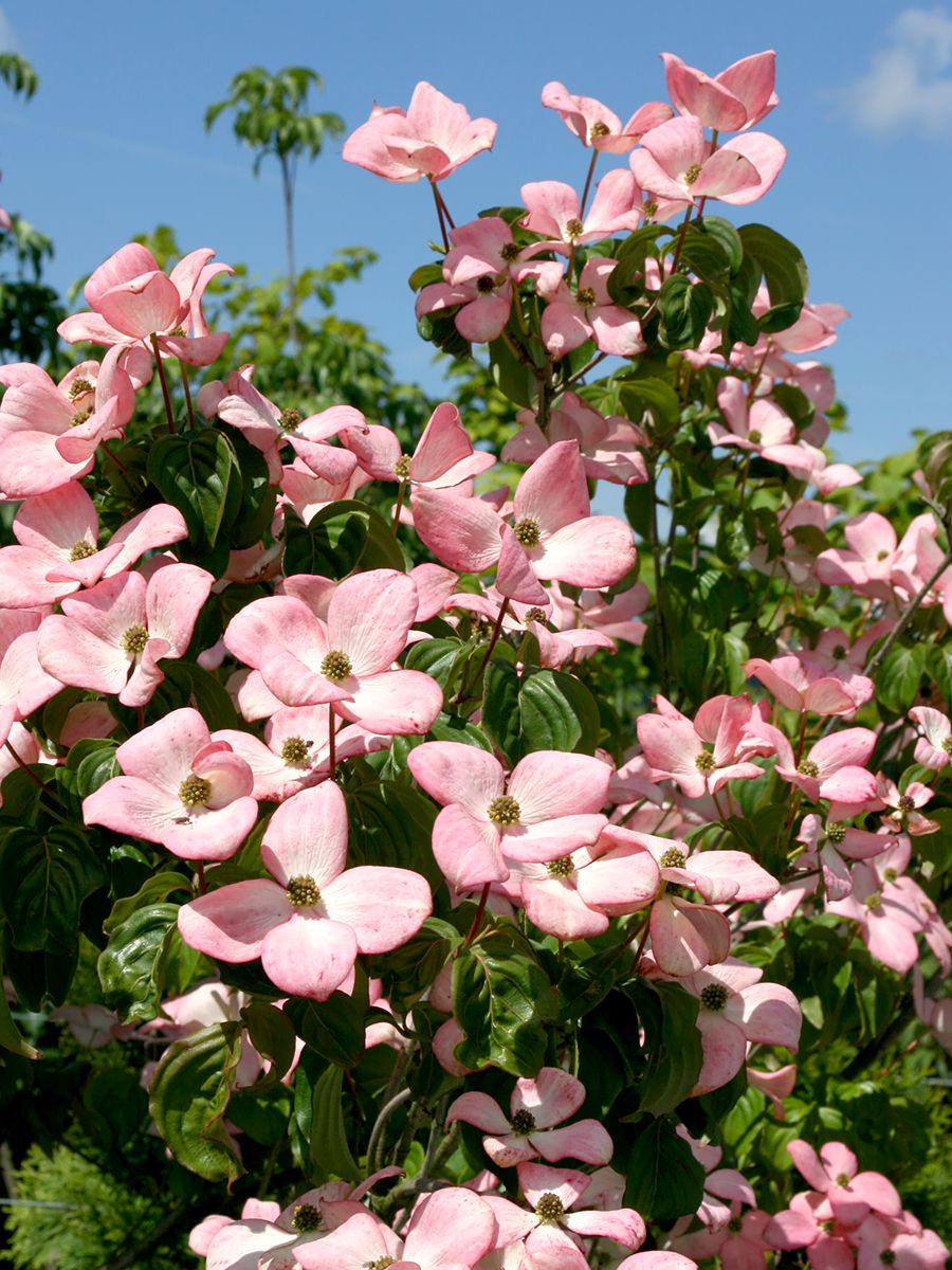 Japanischer Blumenhartriegel Satomi