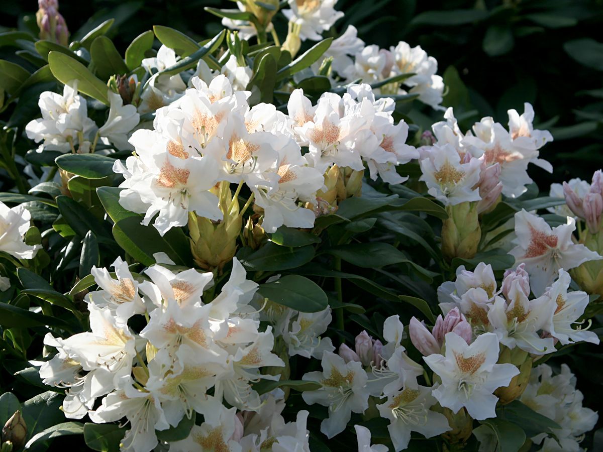 Rhododendron Cunningham’s White Rhododendron Cunningham’s White