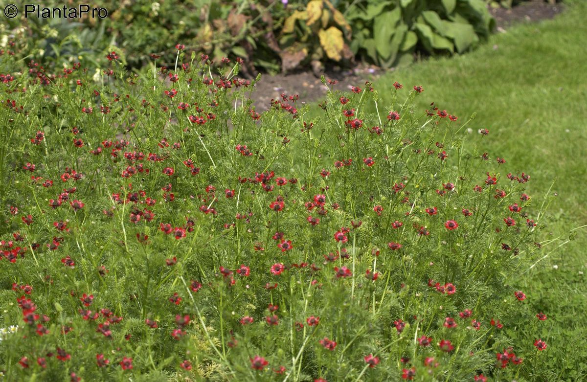 Sommerblutströpfchen