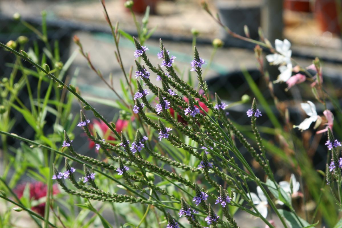 Eisenkraut Eisenkraut