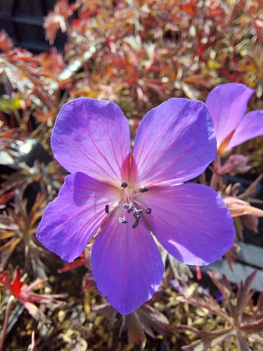 Storchschnabel Femme Fatal