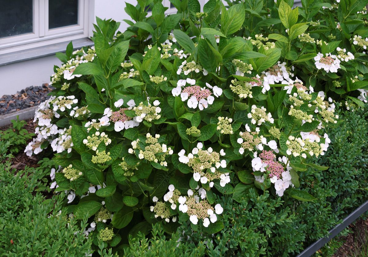 Gartenhortensie Libelle