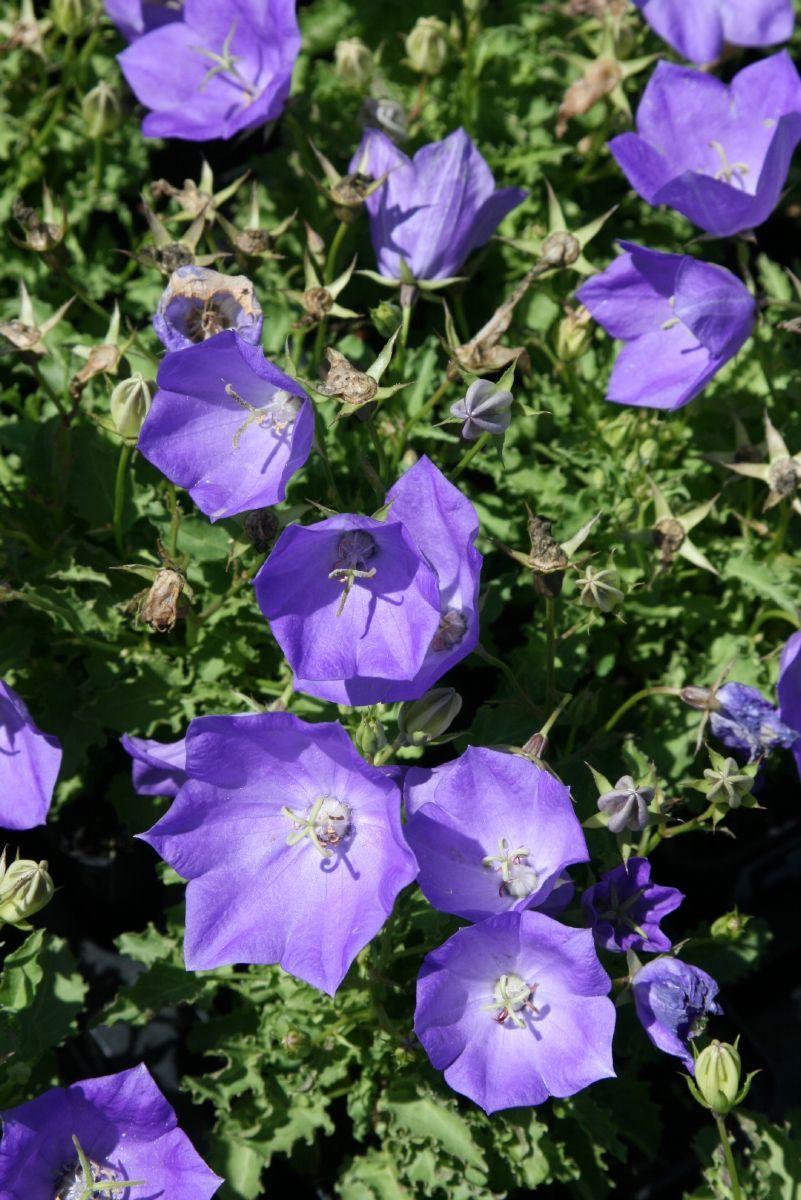 Karpatenglockenblume Blaue Clips