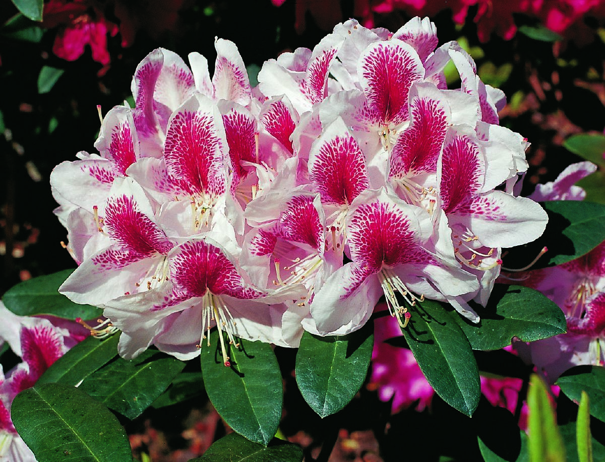 Rhododendron Belami® Rhododendron Belami®