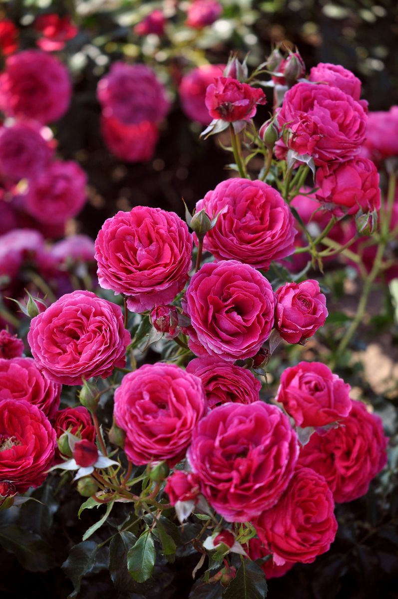 Dolce® Taste of Love® Beetrose