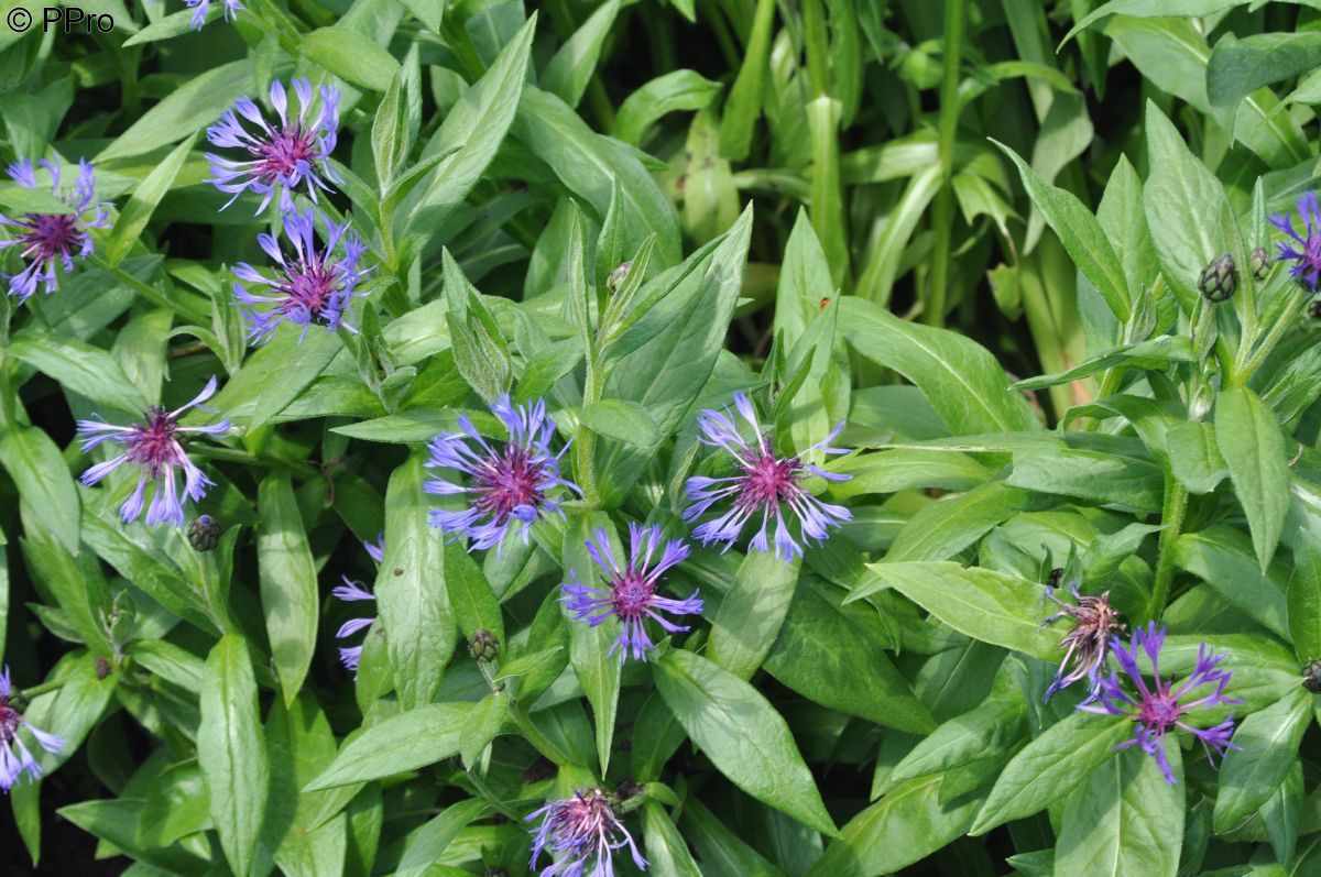 Bergflockenblume Grandiflora