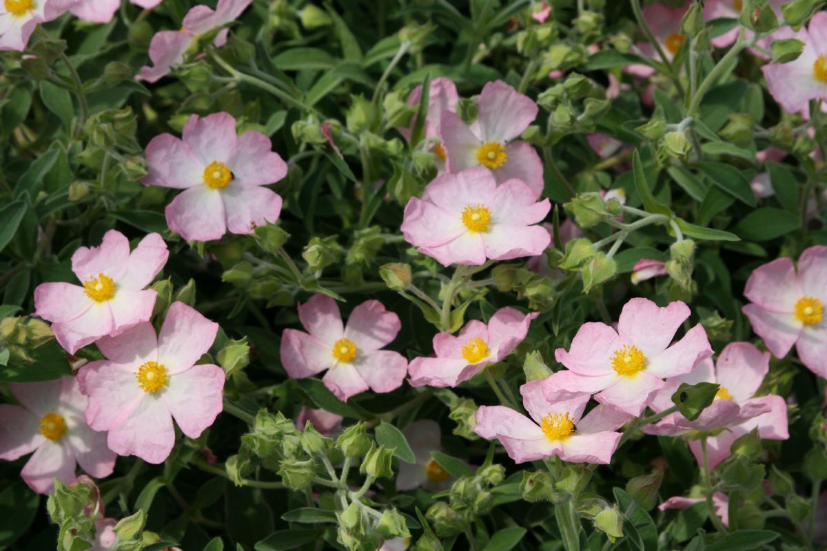 Zistrose Grayswood Pink
