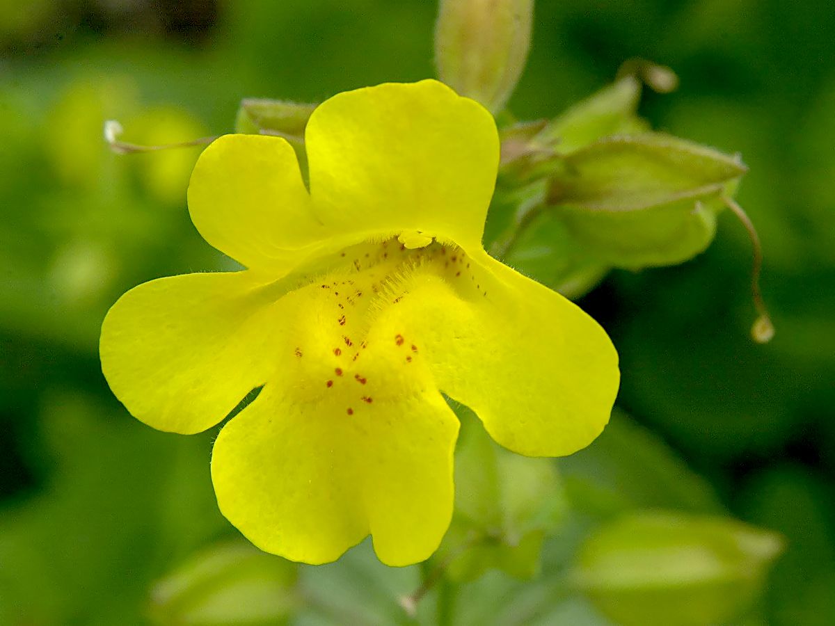 Gelbe Gauklerblume