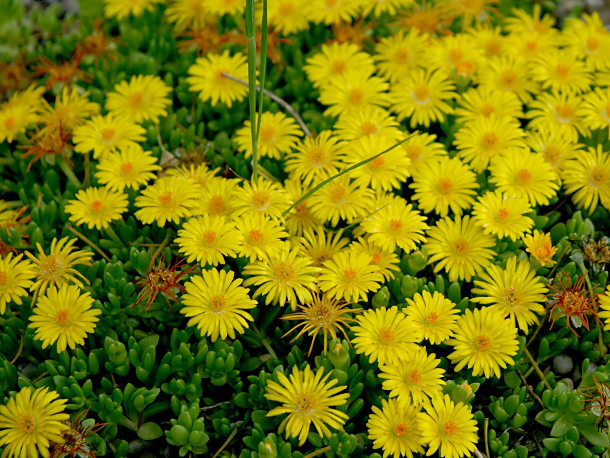 Mittagsblümchen