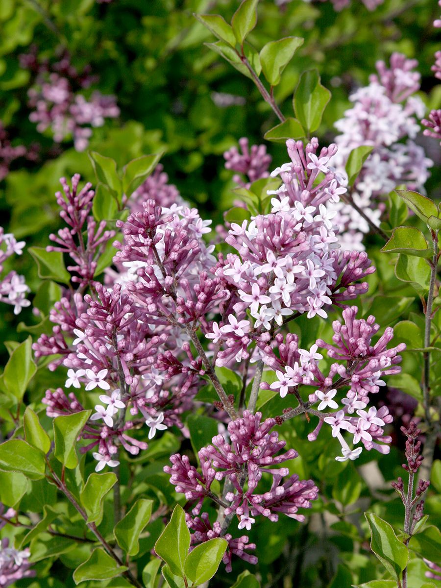 Zwergflieder Palibin Zwergflieder Palibin
