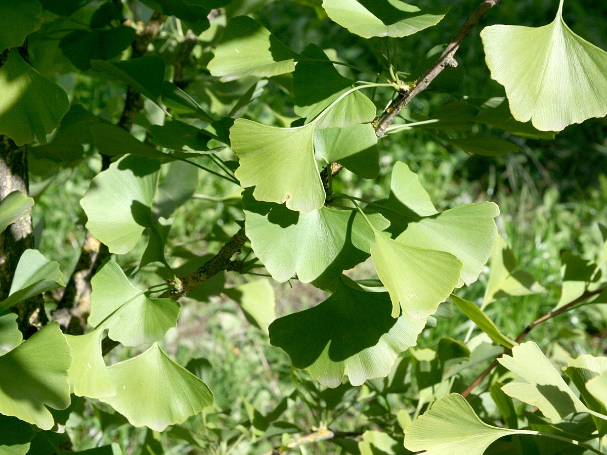Ginkgo Tit Ginkgo Tit