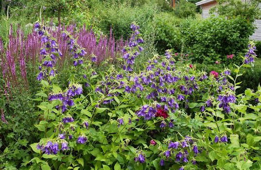 Glockenblume Kent Belle