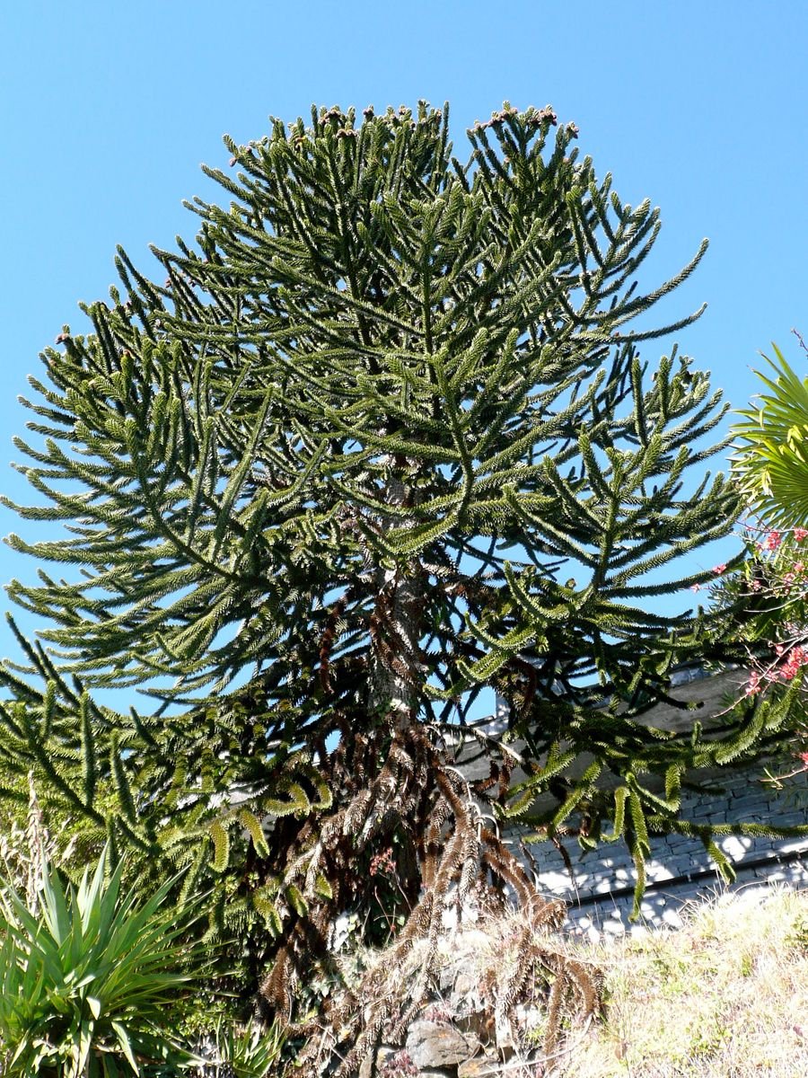 Araukarie Araukarie
