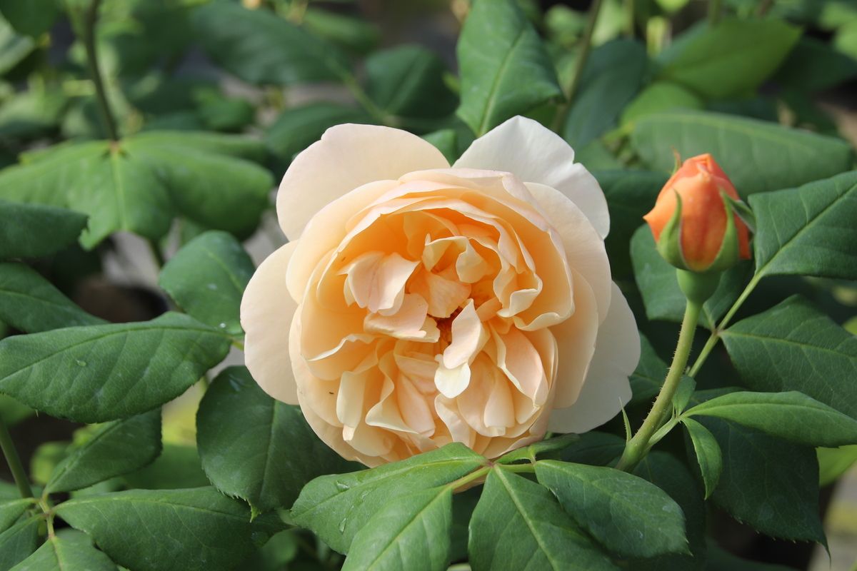 Rose Roald Dahl® Englische Strauchrose