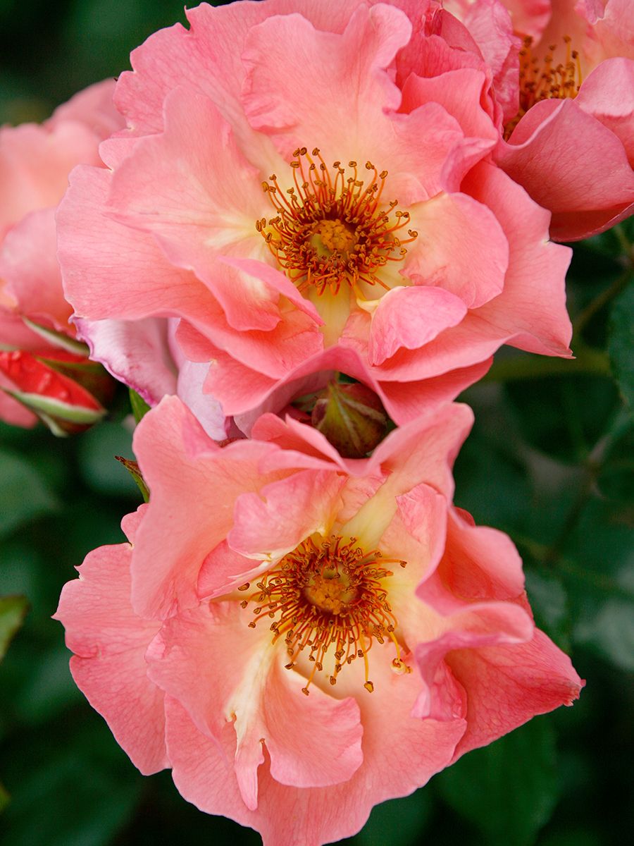 Summer Wine Kletterrose (anspruchslos, starker Duft, Hagebutten)