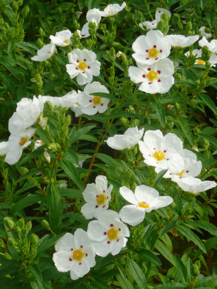 Zistrose Decumbens Zistrose Decumbens