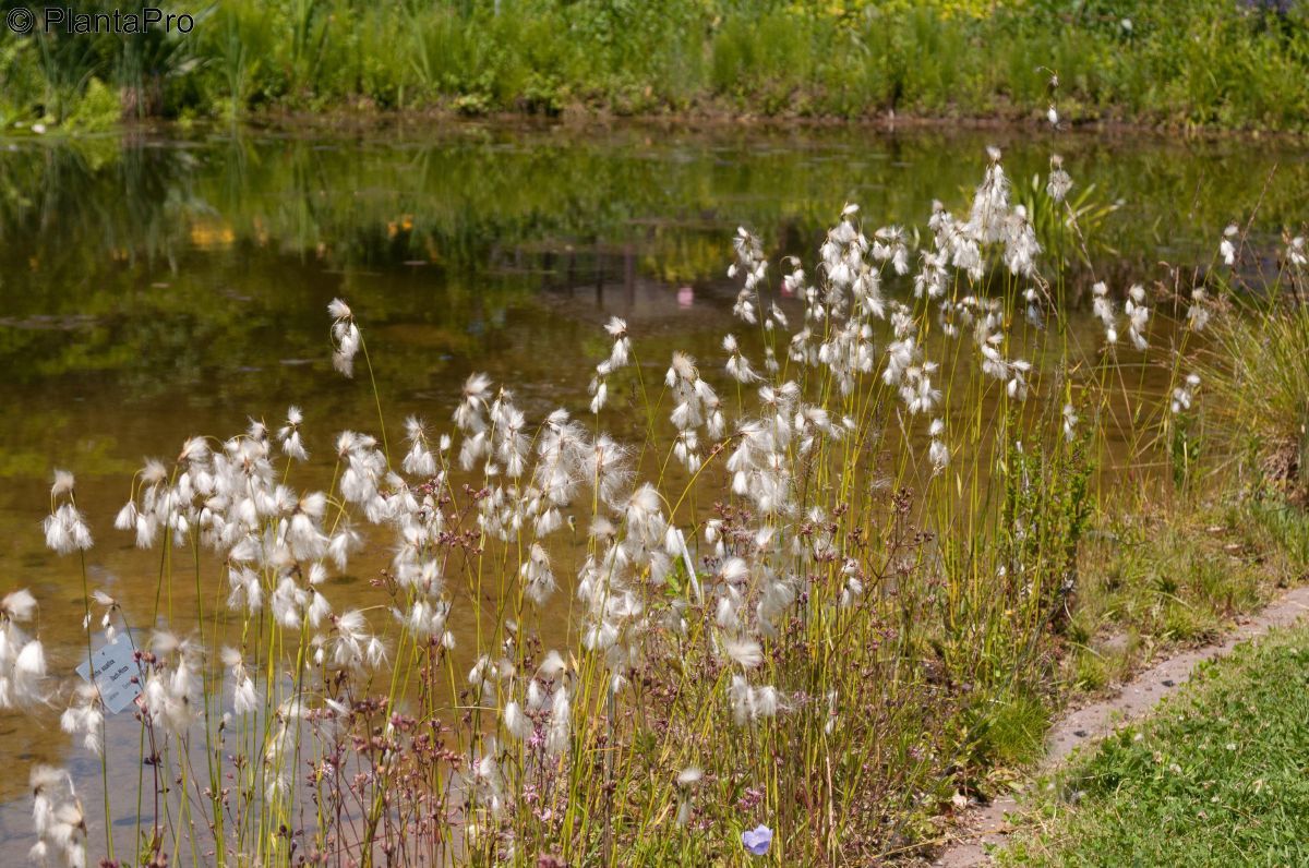 Breitblättriges Wollgras