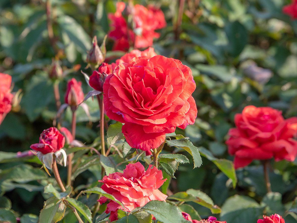 Duftwolke® Edelrose (Teehybride, sehr starker Duft)