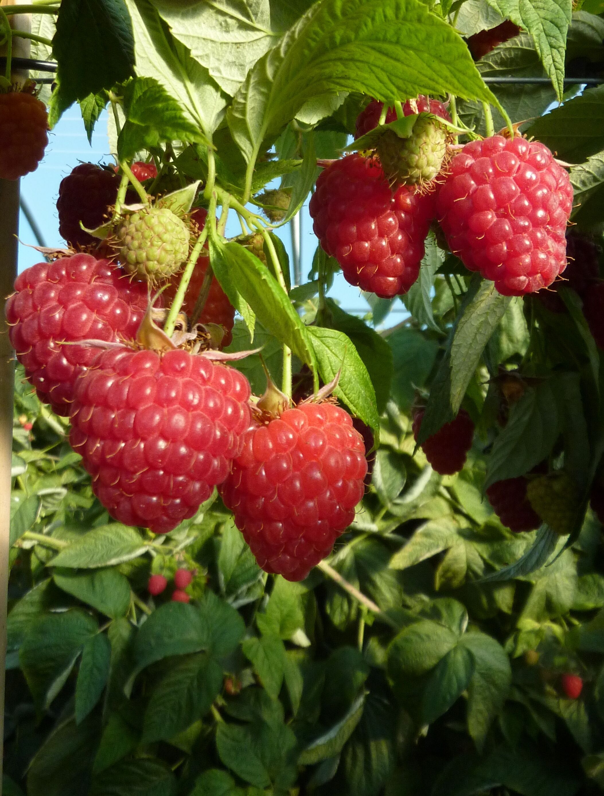 Enrosadira® Himbeere Enrosadira® Himbeere