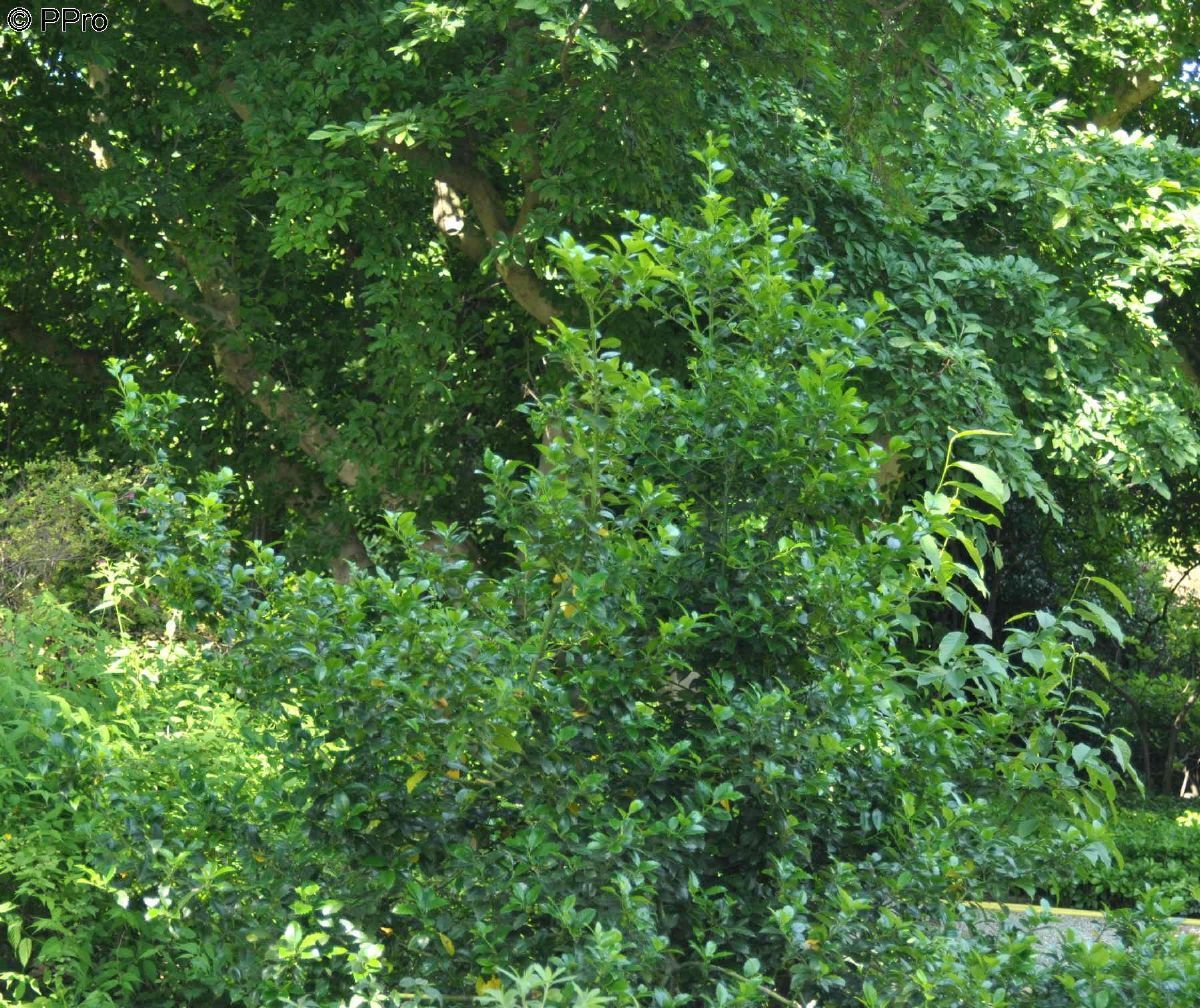 Stechpalme Heckenfee® Stechpalme Heckenfee®