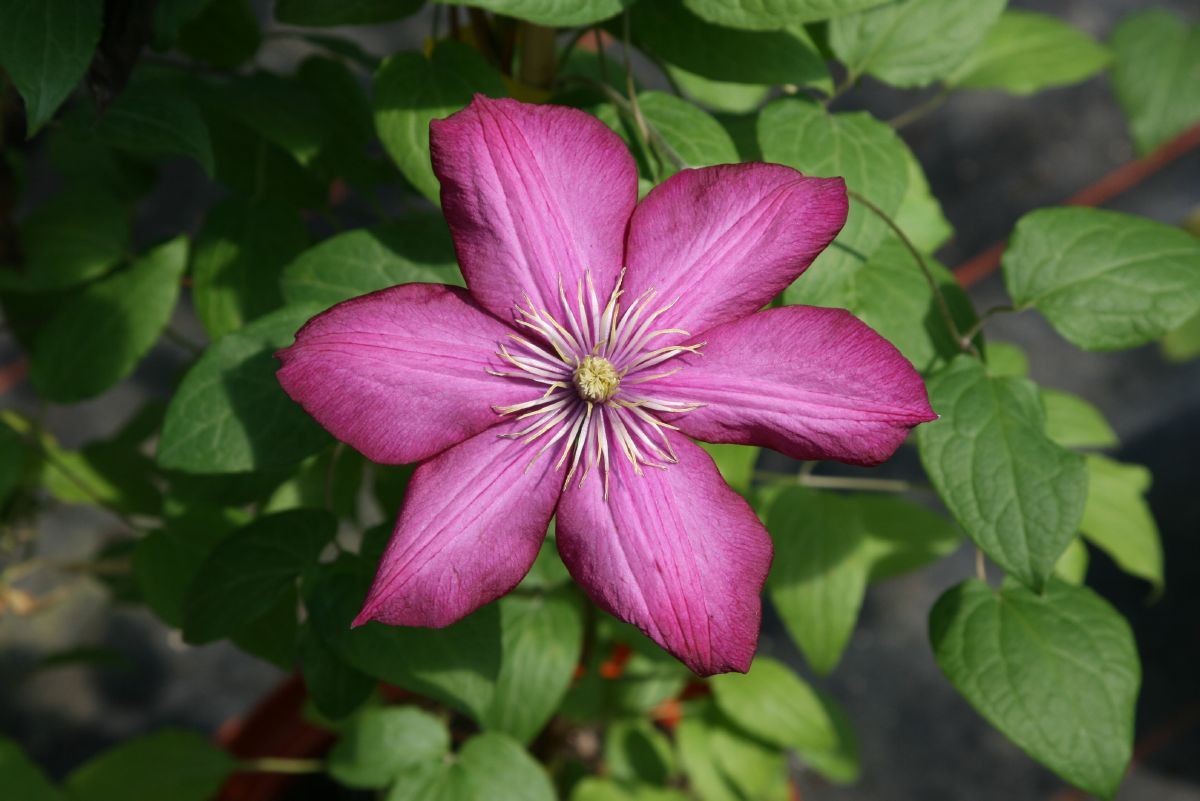 Waldrebe Ville de Lyon Waldrebe Ville de Lyon