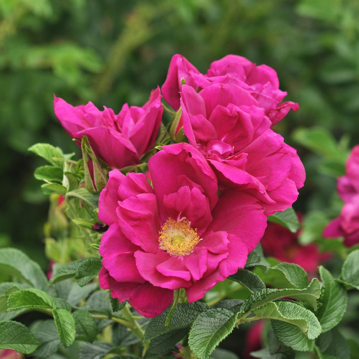 Purple Aurora® Strauch-/ Kartoffelrose