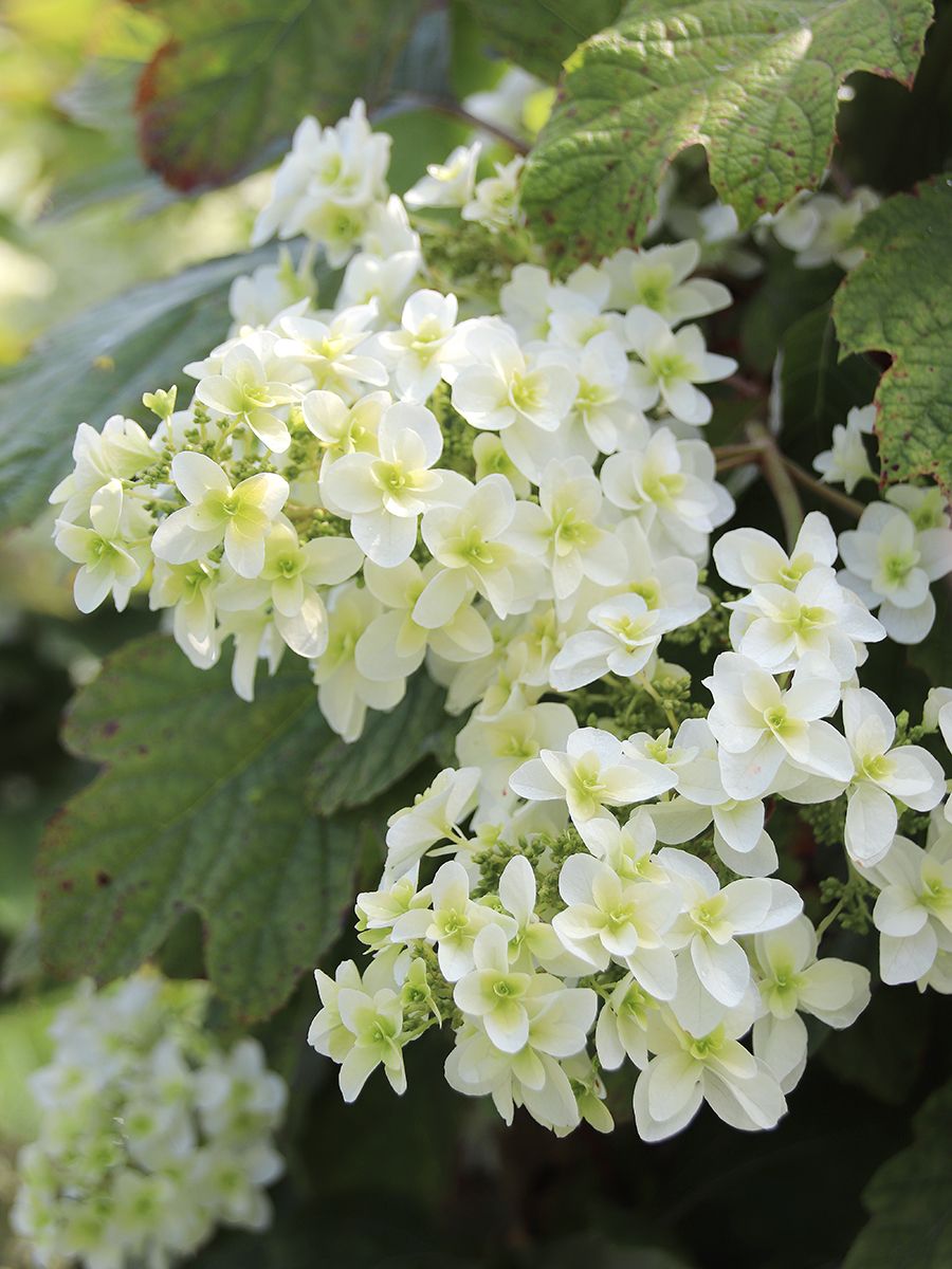 Eichenblättrige Hortensie Snowflake