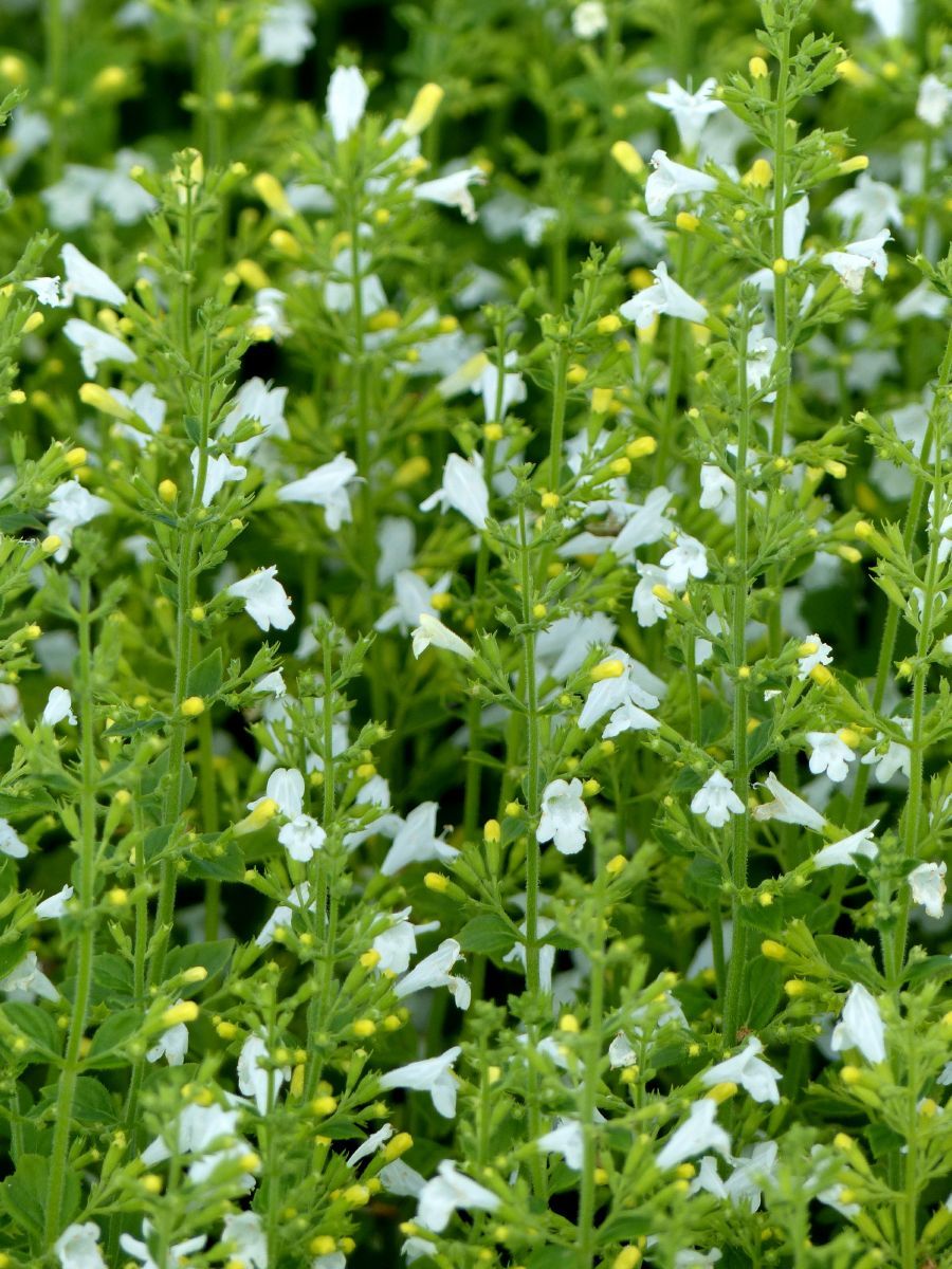 Drüsige Bergminze Marvelette White