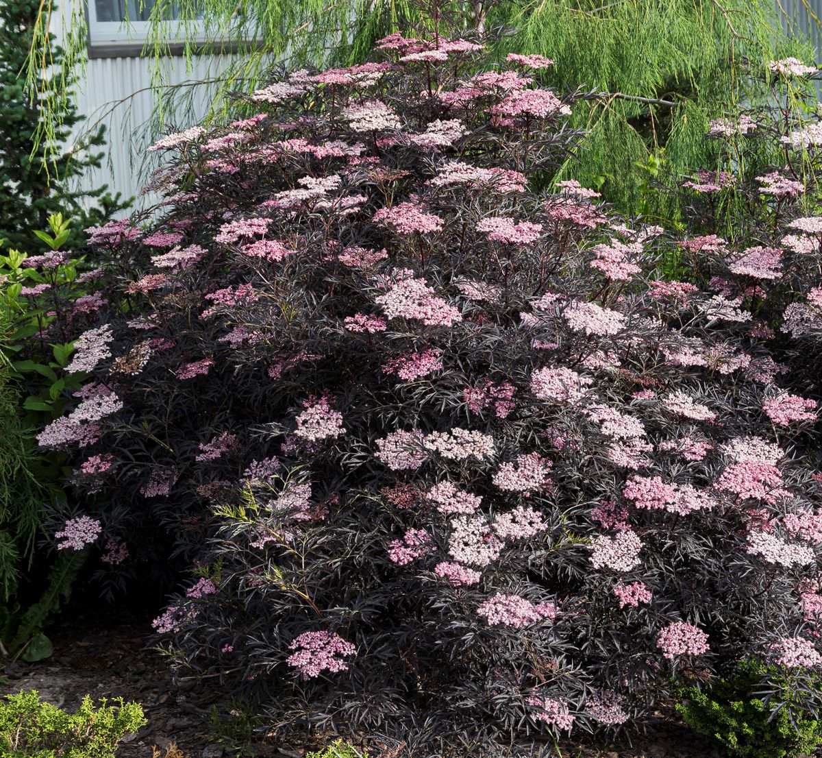 Farnblättriger Holunder Black Lace® Farnblättriger Holunder Black Lace®