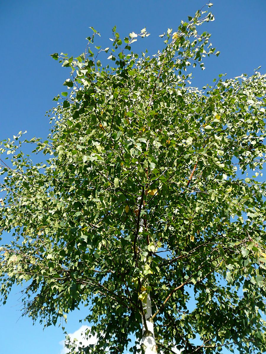 Weissbirke