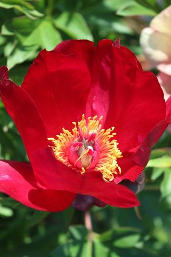 Pfingstrose Itoh-Hybride Scarlet Heaven Pfingstrose Itoh-Hybride Scarlet Heaven