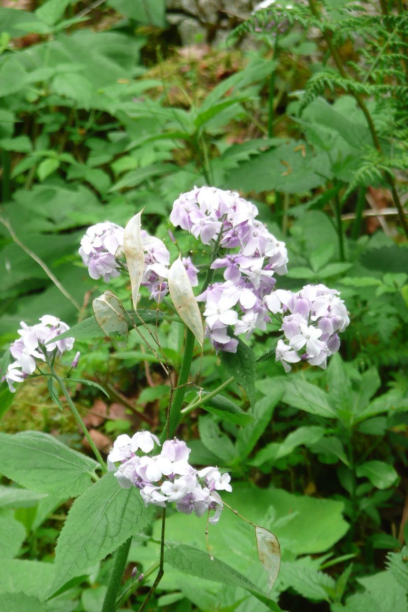 Mondviole, Ausdauerndes Silberblatt