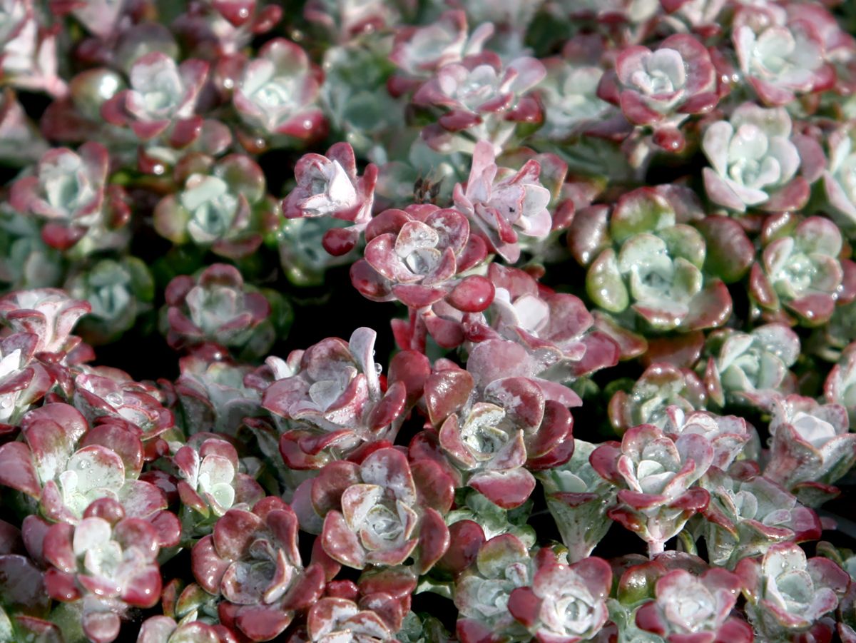 Niedere Fetthenne Purpureum