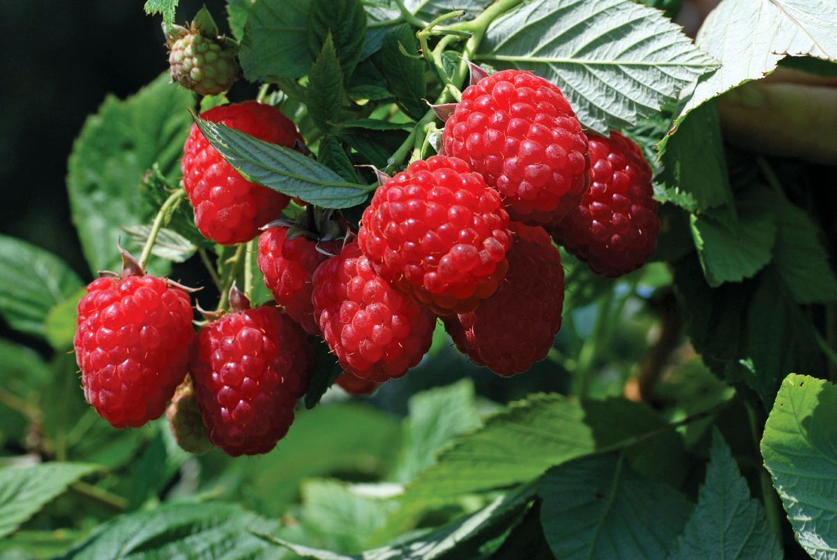 TulaMagic® Himbeere (anspruchslos) TulaMagic® Himbeere (anspruchslos)