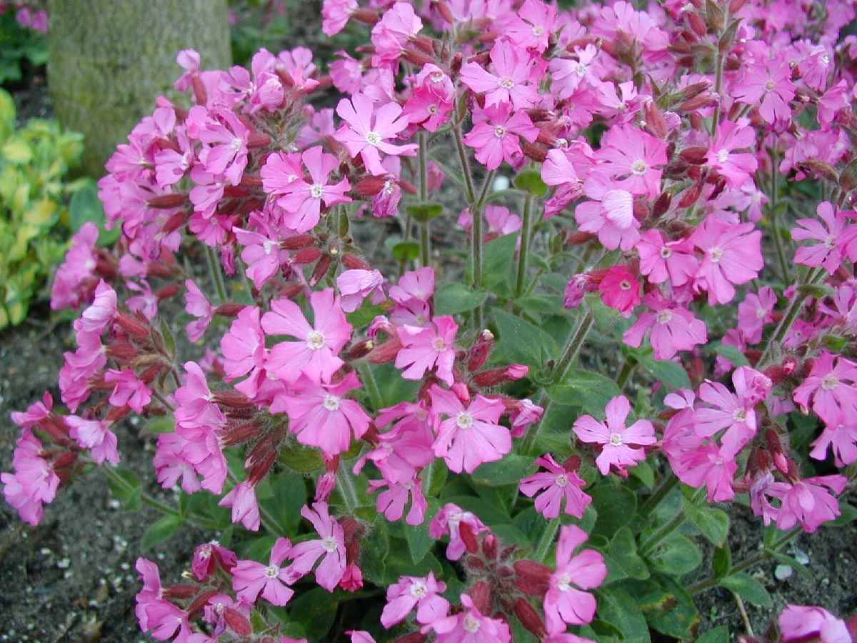 Waldlichtnelke