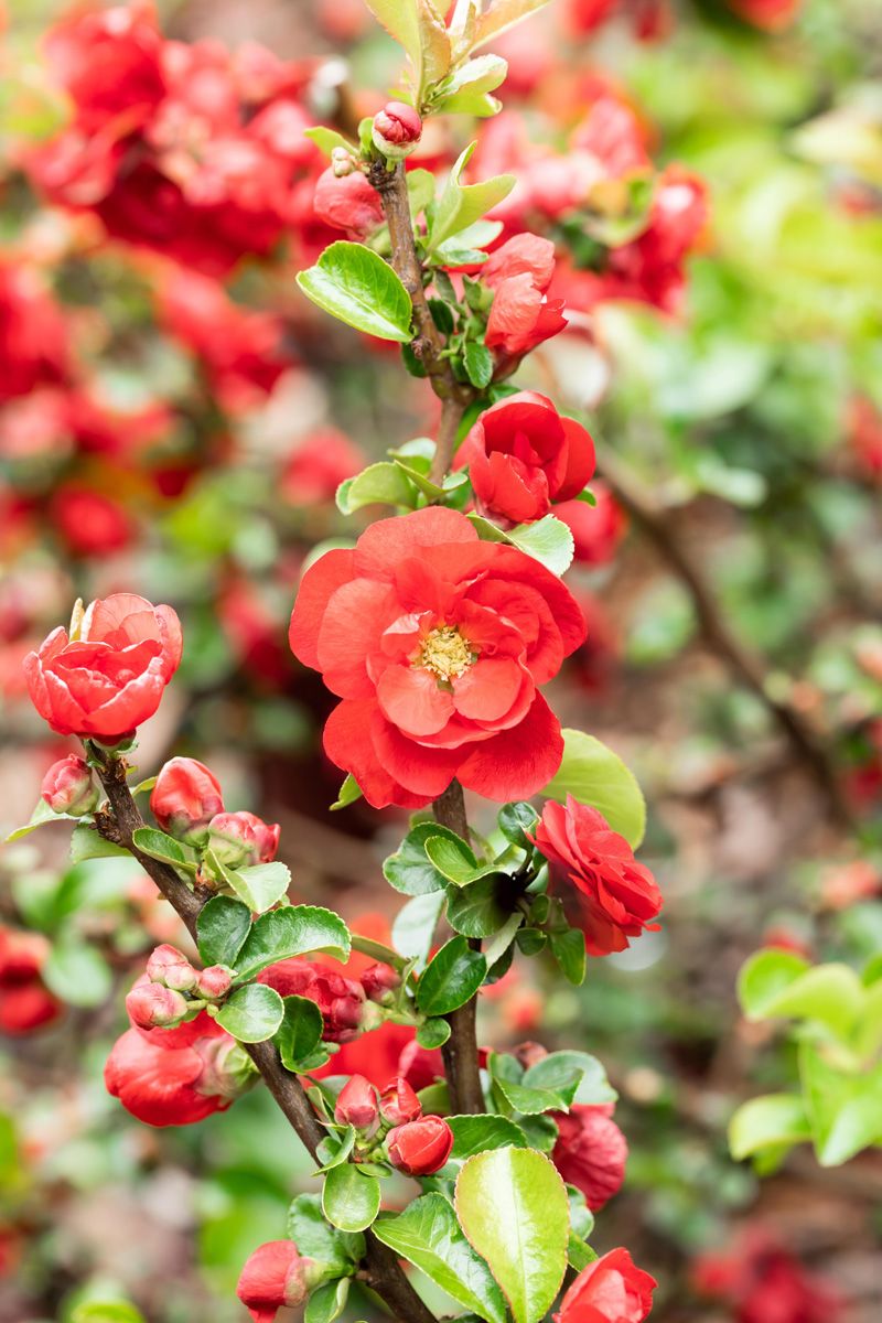 Zierquitte Scarlet Storm®