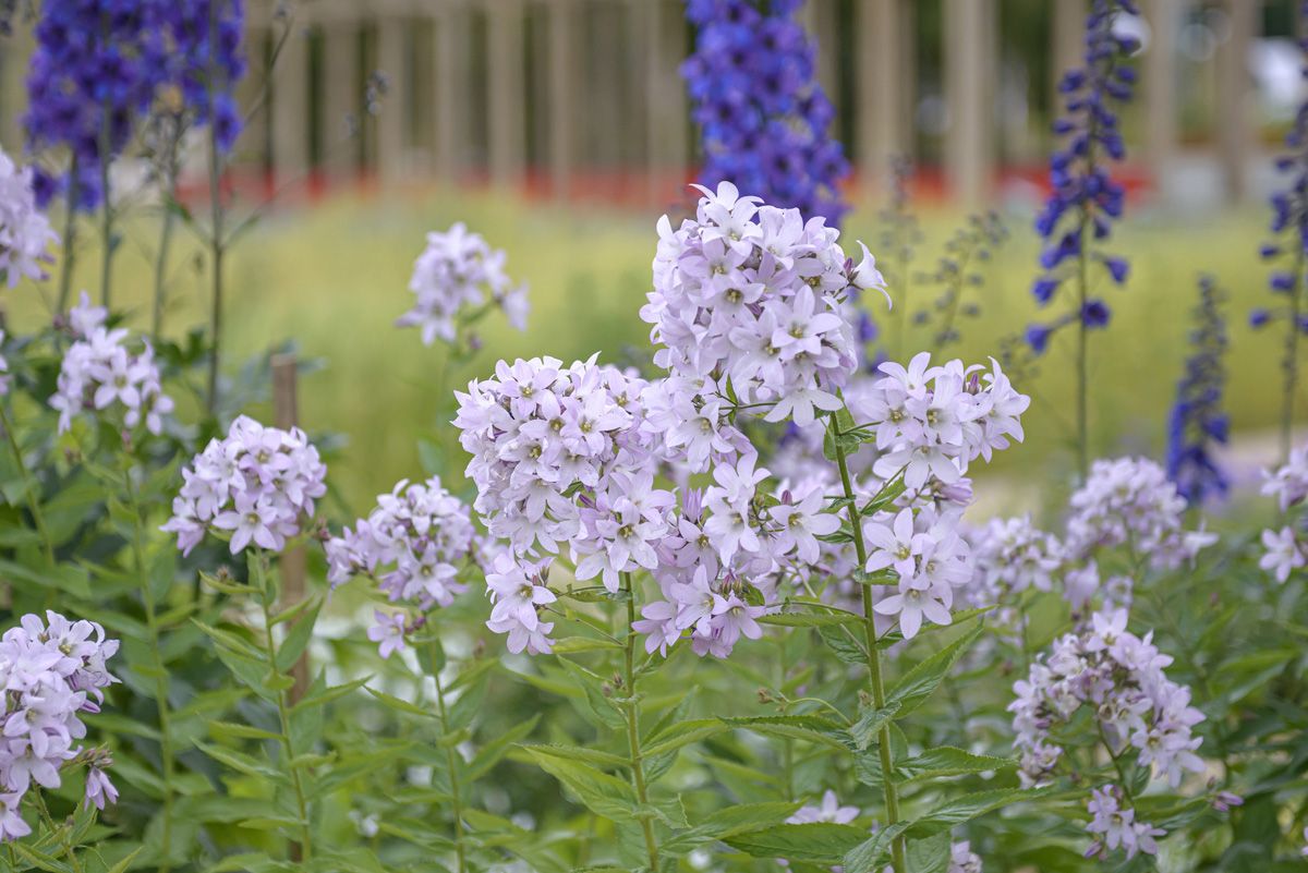 Riesendoldenglockenblume Loddon Anna