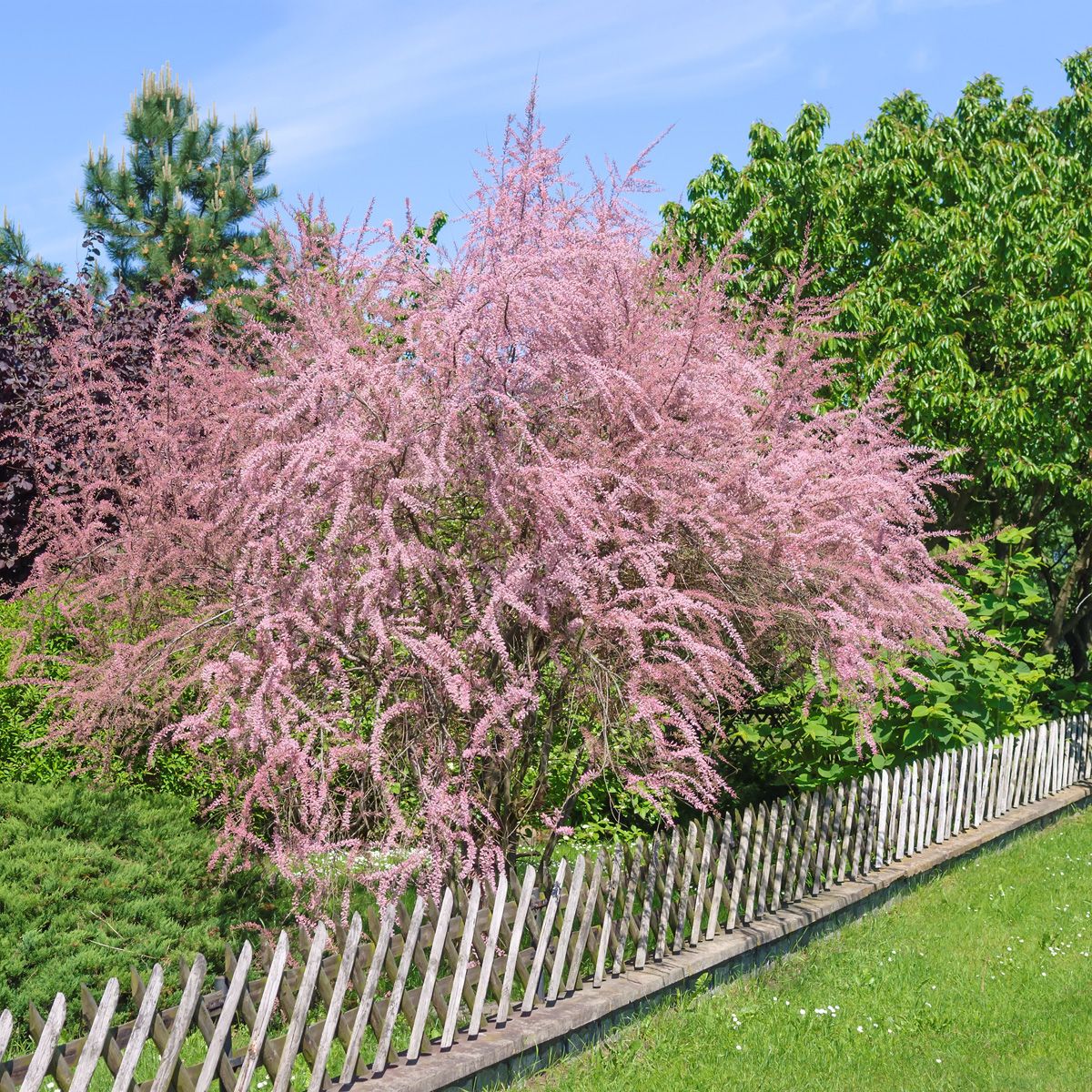 Frühlingstamariske