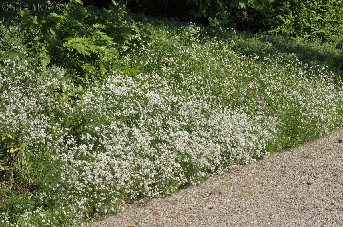 Färberwaldmeister Färberwaldmeister