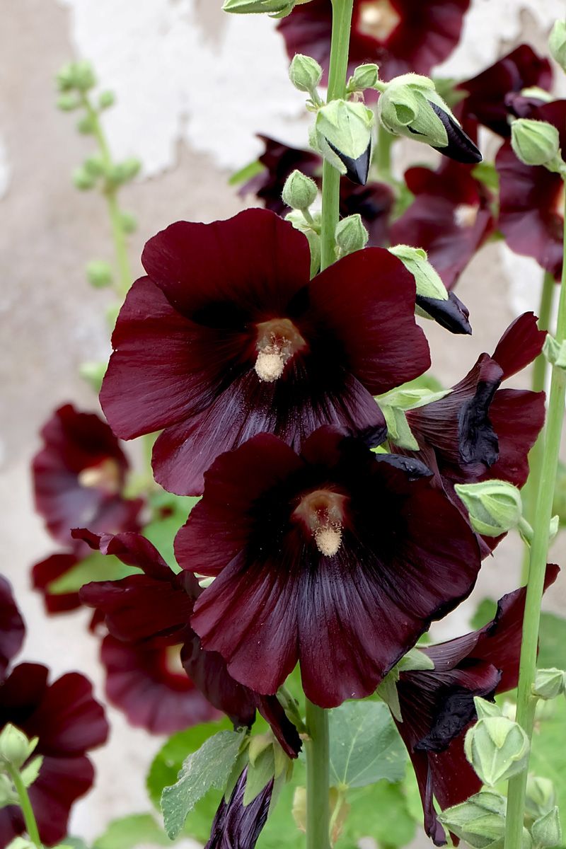 Stockrose Blacknight