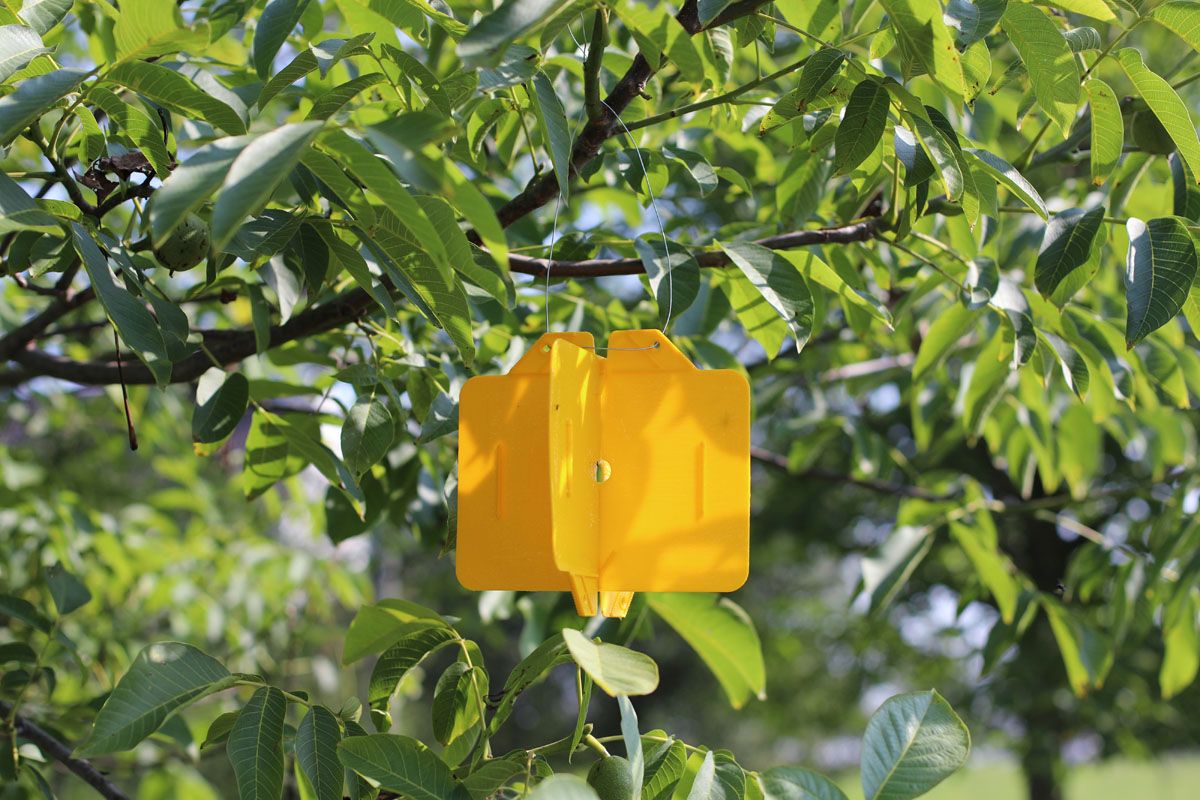 Rebell Amarillo 4 Kreuzfallen