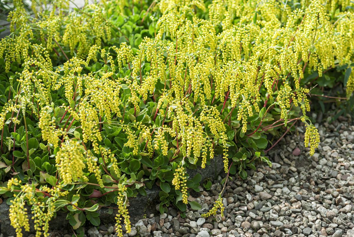 Goldtröpfchen