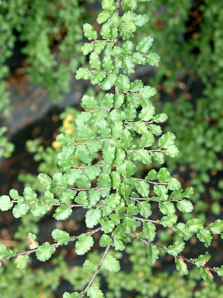 Scheinbuche