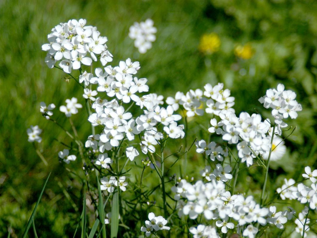 Wiesenschaumkraut, Pfingstblume, Kälberkes Wiesenschaumkraut, Pfingstblume, Kälberkes